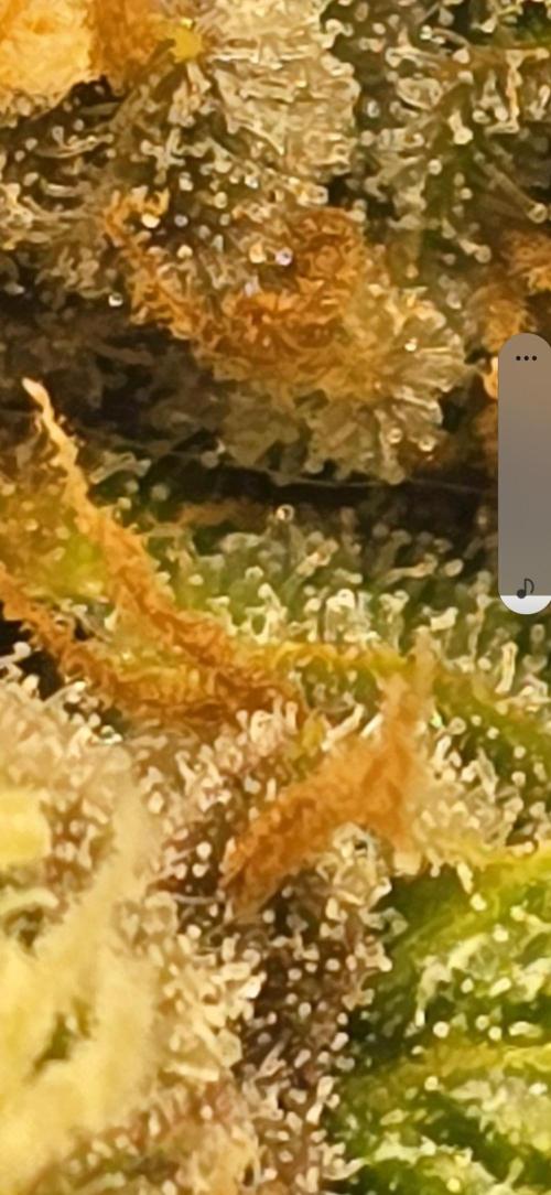First time with Hydro. Week 10