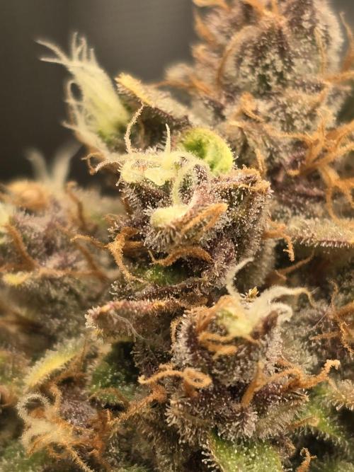 First time with Hydro. Week 10