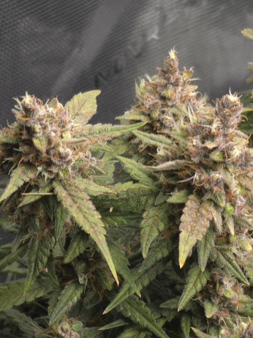 First time with Hydro. Week 10