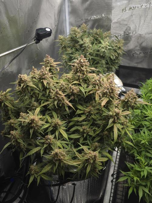 First time with Hydro. Week 10