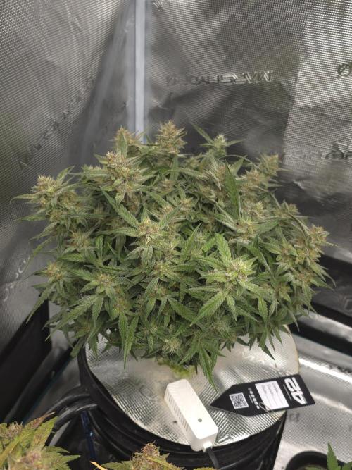 First time with Hydro. Week 10