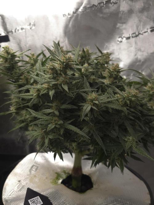 First time with Hydro. Week 10