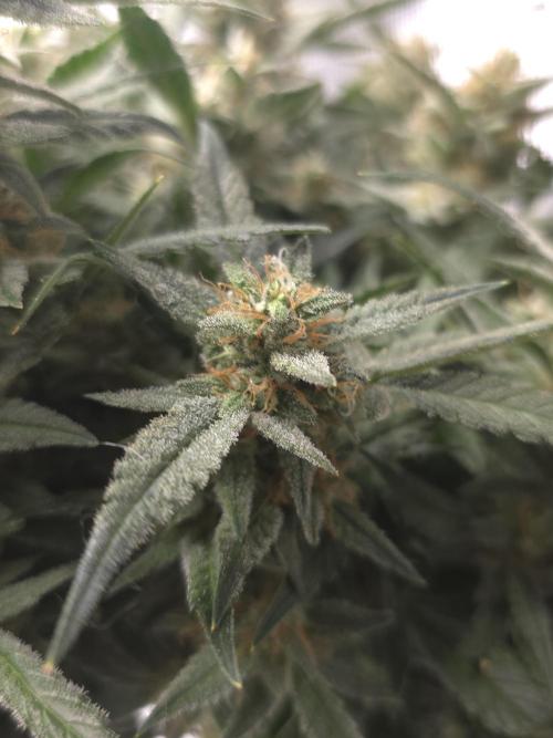 First time with Hydro. Week 10