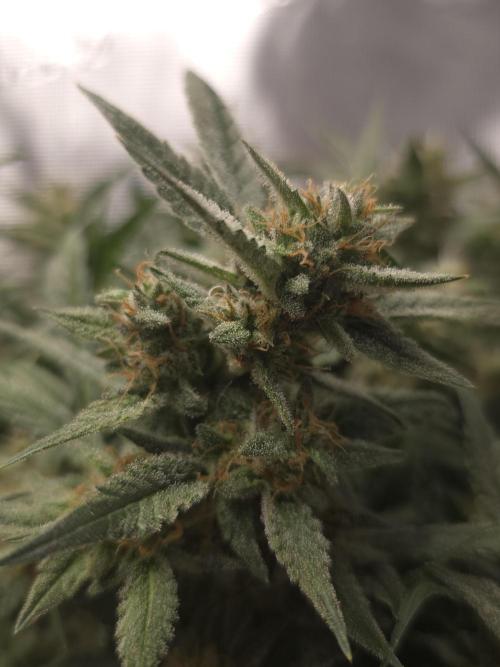 First time with Hydro. Week 10