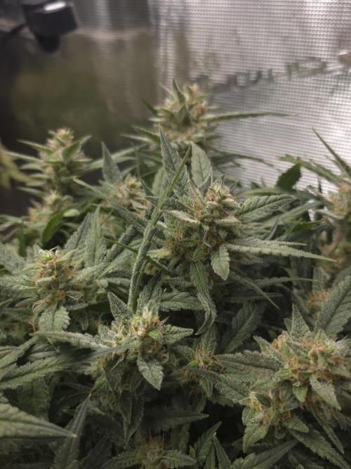 First time with Hydro. Week 10