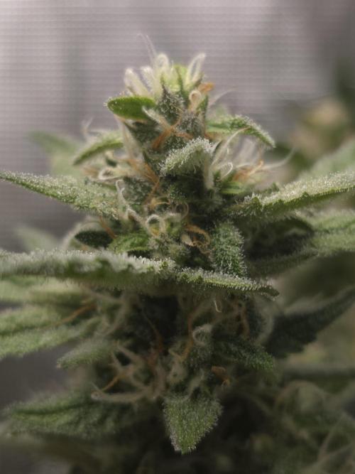 First time with Hydro. Week 10