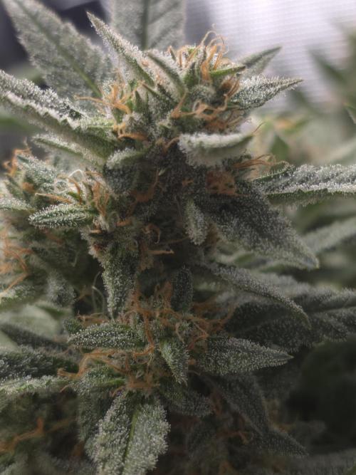 First time with Hydro. Week 10