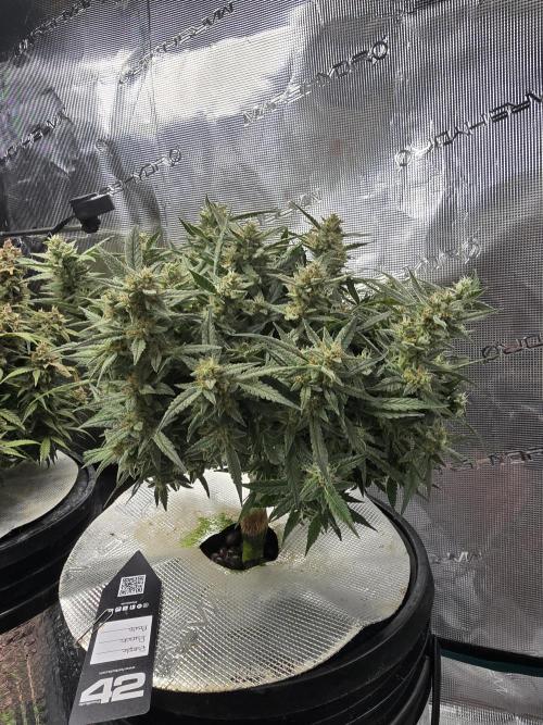 First time with Hydro. Week 10