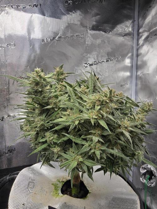 First time with Hydro. Week 10