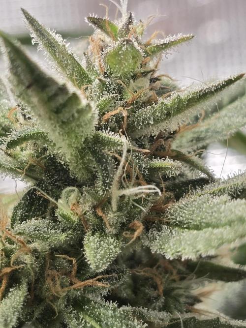 First time with Hydro. Week 10