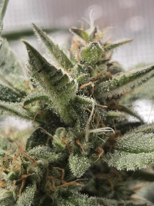 First time with Hydro. Week 10
