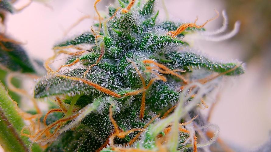 Fastbudz. Week 5