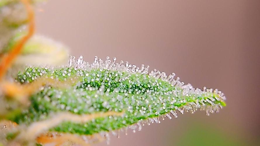 Fastbudz. Week 5