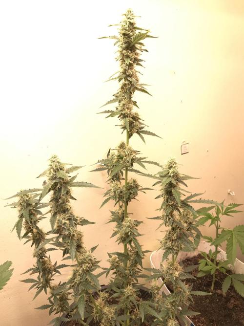 Fastbudz. Week 5