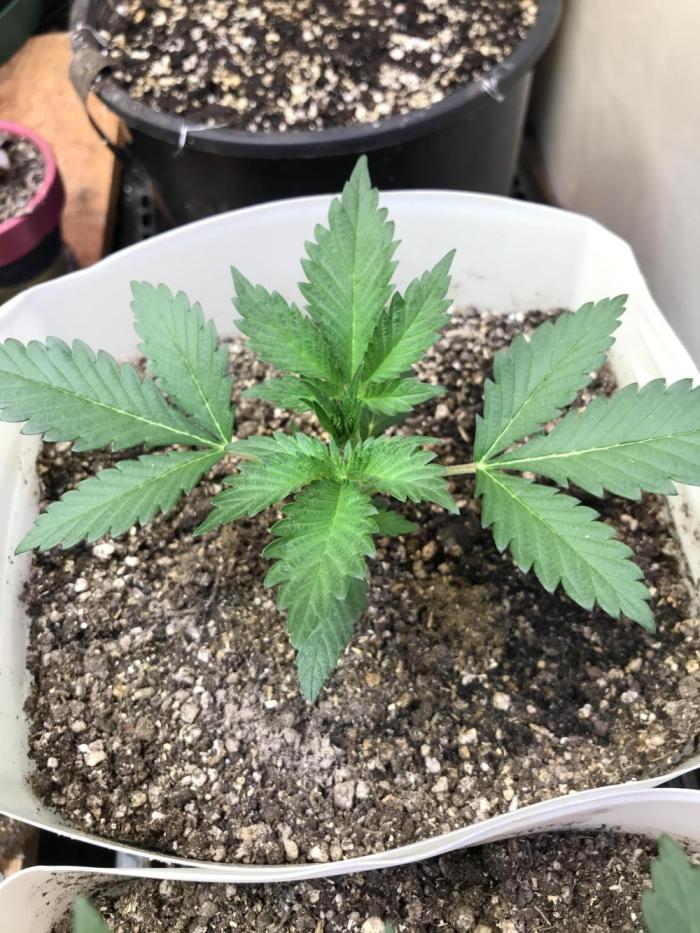 New start.. Week 1
