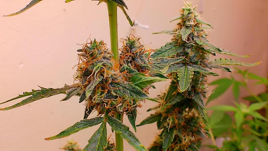 Fastbudz. Week 6