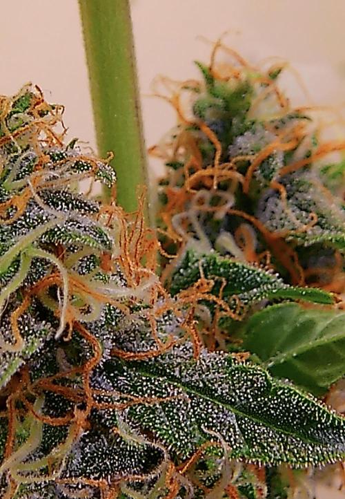 Fastbudz. Week 6