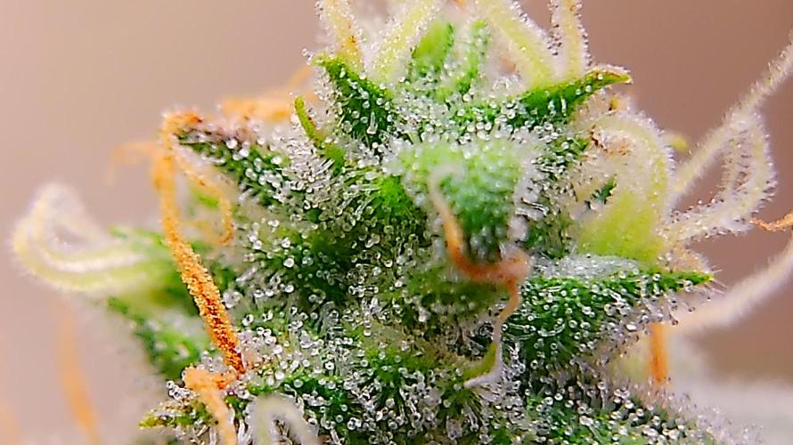 Fastbudz. Week 6
