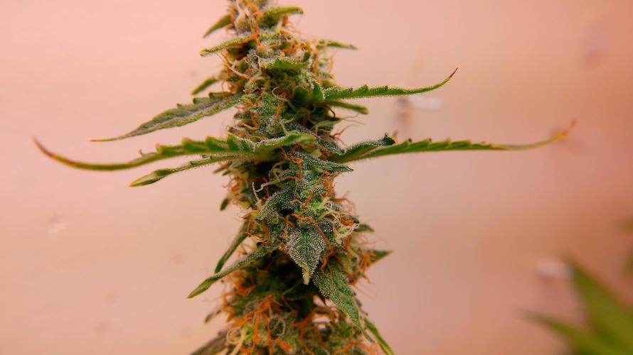 Fastbudz. Week 6