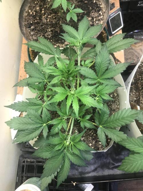 New start.. Week 3