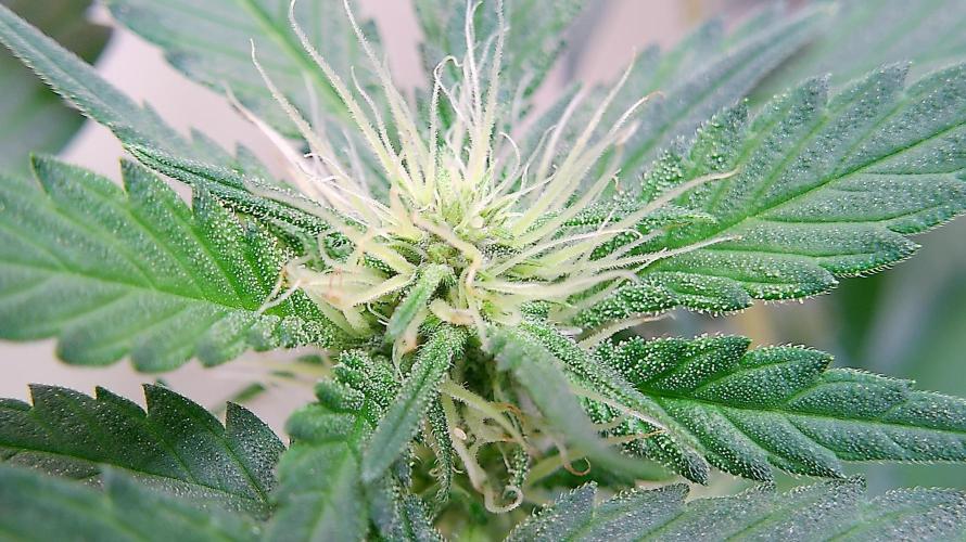 Ztrawberriez Auto. Week 5