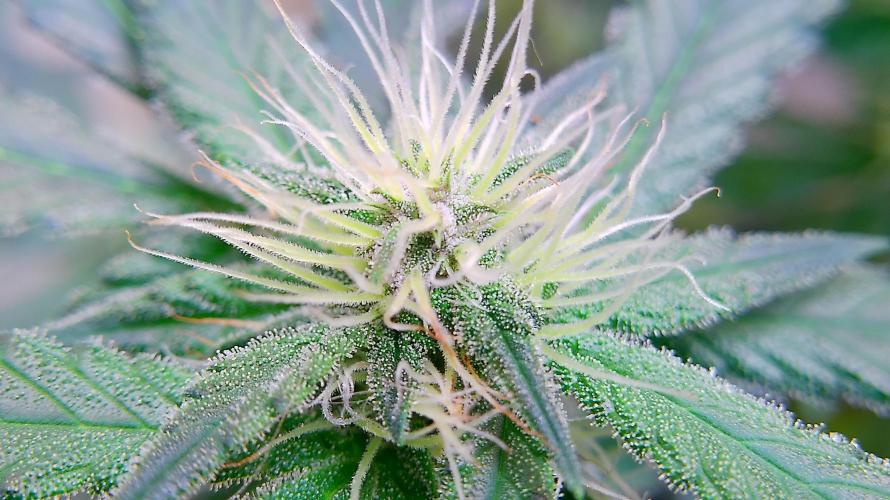 Ztrawberriez Auto. Week 6