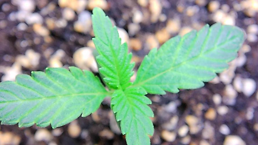Fastbudz tester “frostbanger”. Week 2