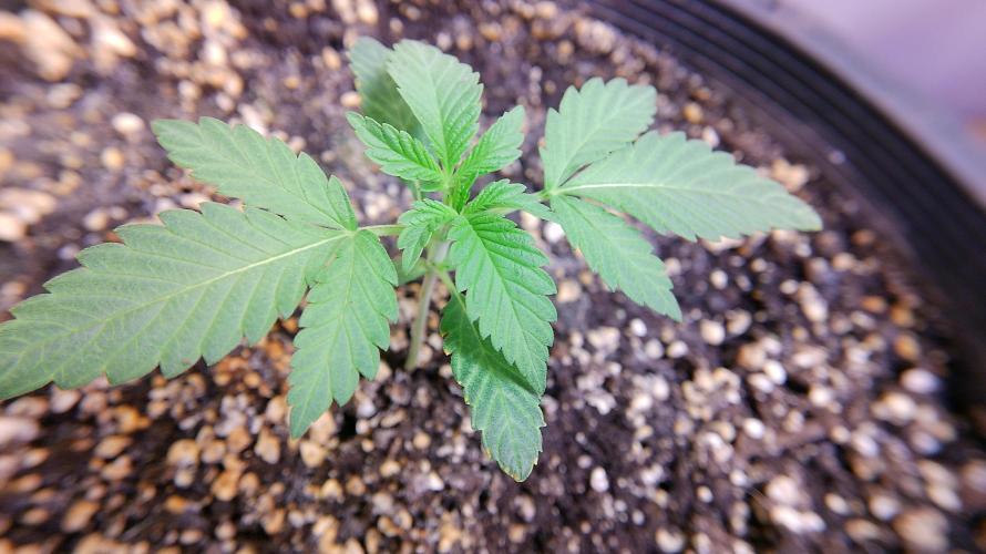 Fastbudz tester “frostbanger”. Week 3