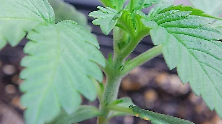 Fastbudz tester “frostbanger”. Week 3