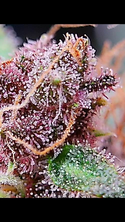 Ztrawberriez Auto. Week 9