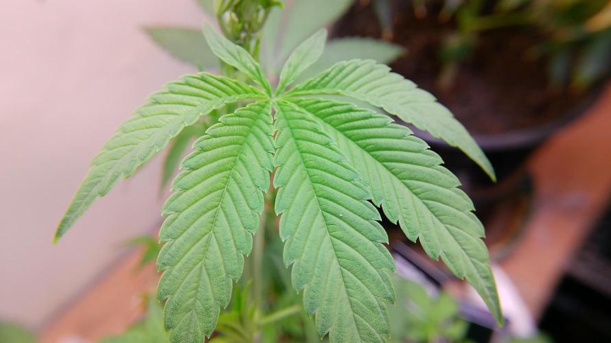 Fastbudz tester “frostbanger”. Week 6