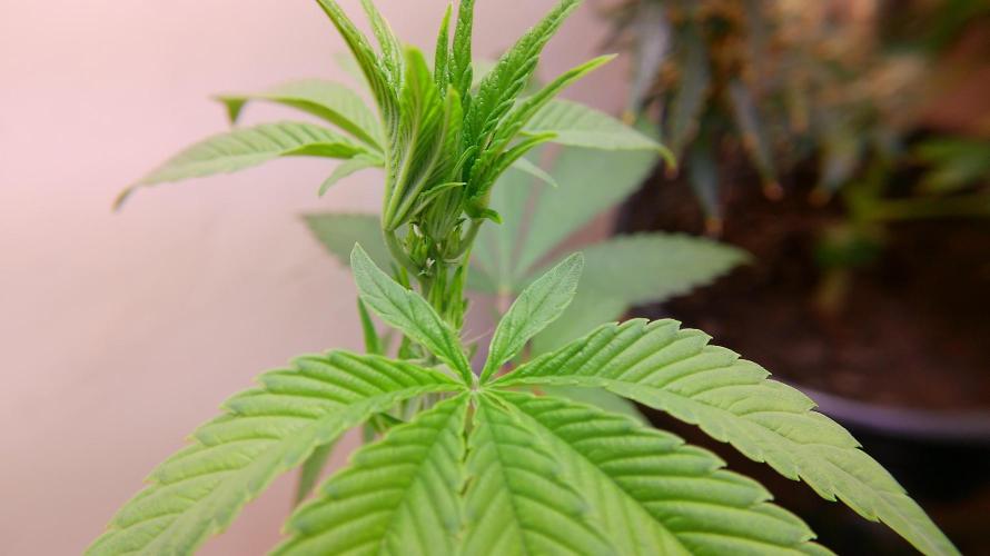Fastbudz tester “frostbanger”. Week 6