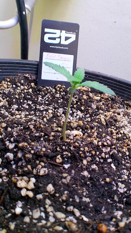 Fastbudz tester “frostbanger”. Week 2