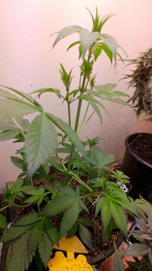 Fastbudz tester “frostbanger”. Week 6