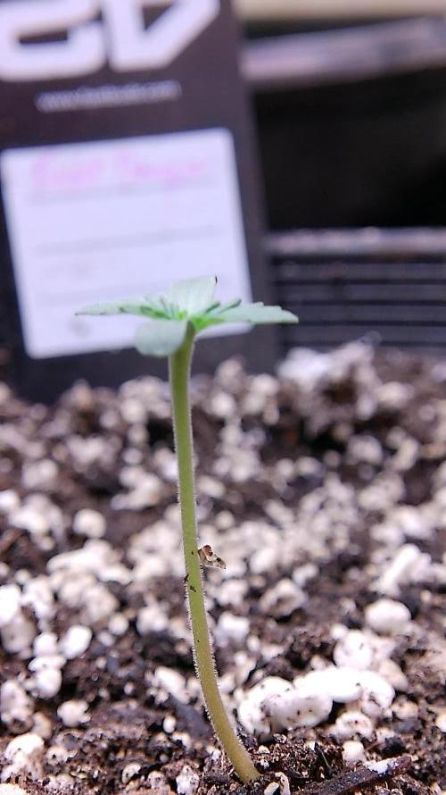 Fastbudz tester “frostbanger”. Week 1