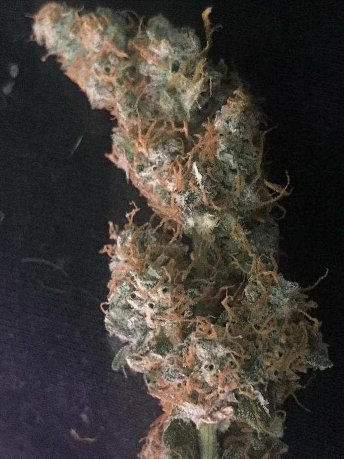 Fastbudz. Week 7
