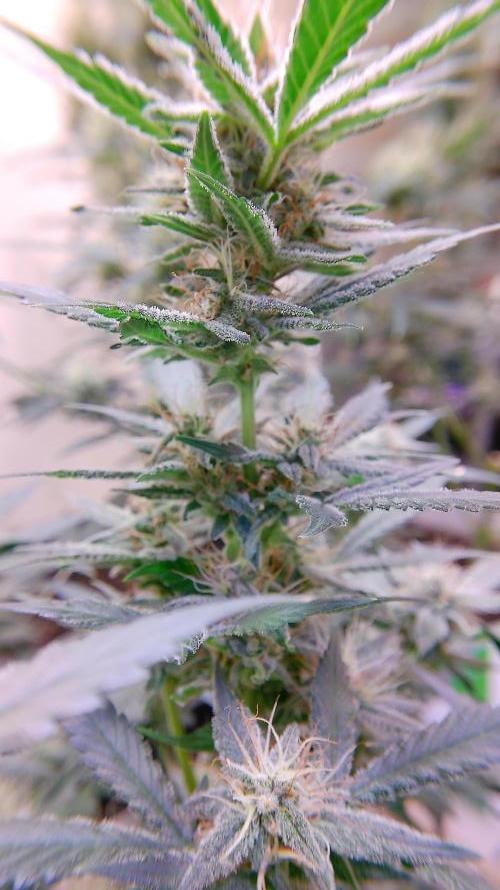 Ztrawberriez Auto. Week 7