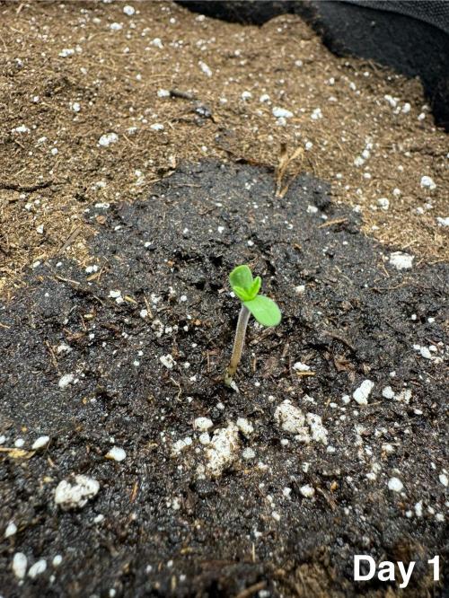 Banana Purple Punch. Week 1 - After 3 days of placing the seed directly in the soil, the seed sprouted 😎