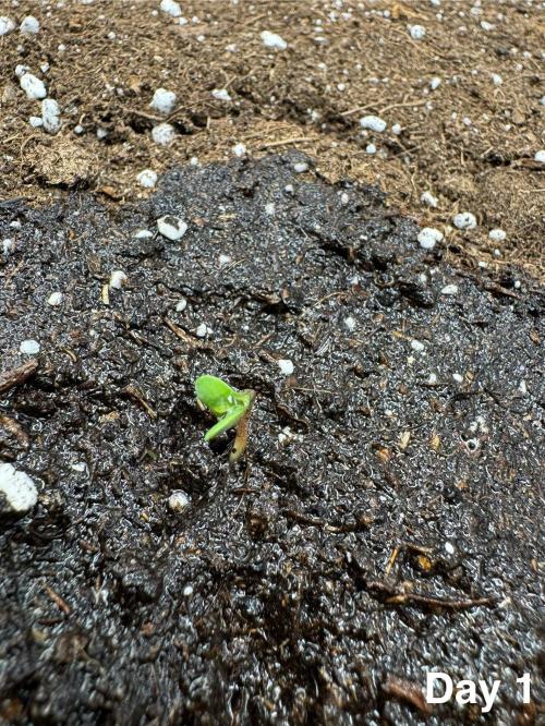 Lemon Cherry Cookies. Week 1 - After 3 days of placing the seed directly in the soil, the seed sprouted 