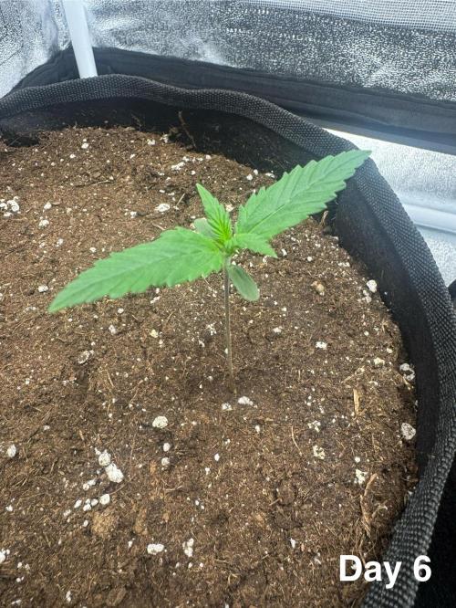 Lemon Cherry Cookies. Week 1 - The seeding develops properly