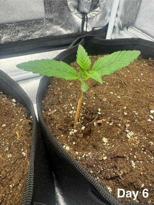 Banana Purple Punch. Week 1 - The seeding develops properly
