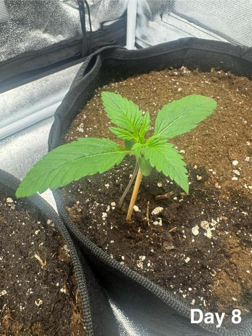 Banana Purple Punch. Week 2 - The seed is developing properly, more leaves and floors are growing