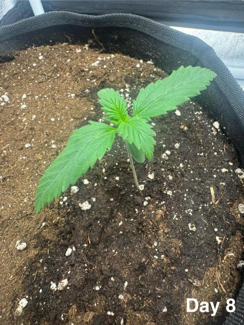 Lemon Cherry Cookies. Week 2 - The seedling has some problem with the growth 