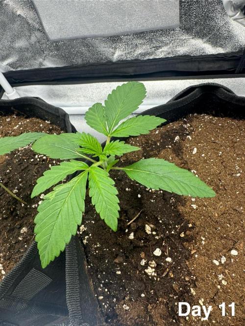 Banana Purple Punch. Week 2