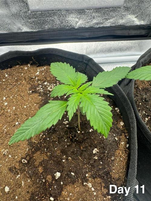 Lemon Cherry Cookies. Week 2