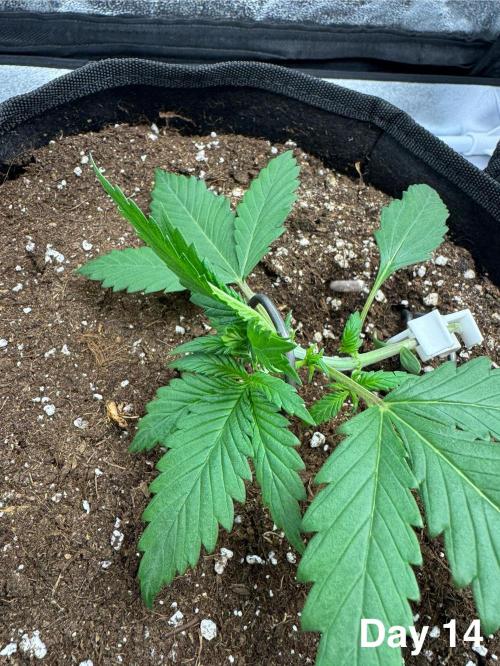 Lemon Cherry Cookies. Week 2