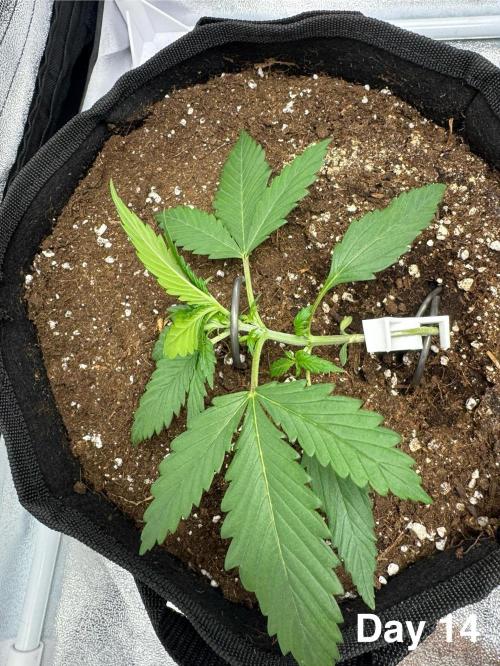 Lemon Cherry Cookies. Week 2