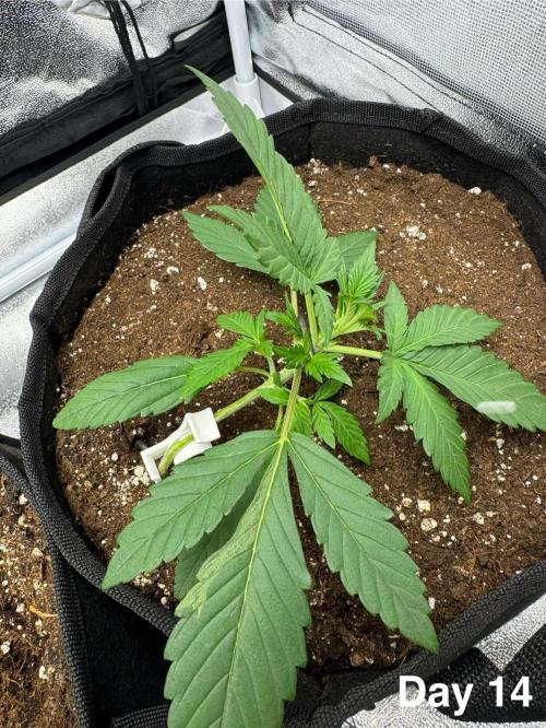 Banana Purple Punch. Week 2