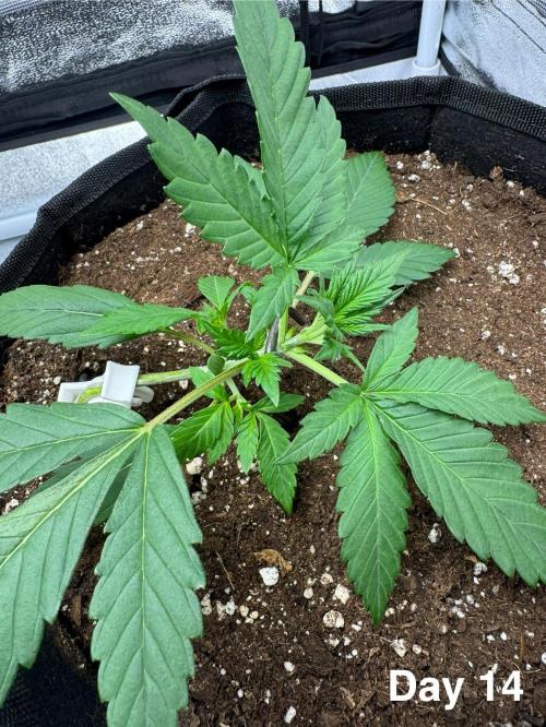Banana Purple Punch. Week 2