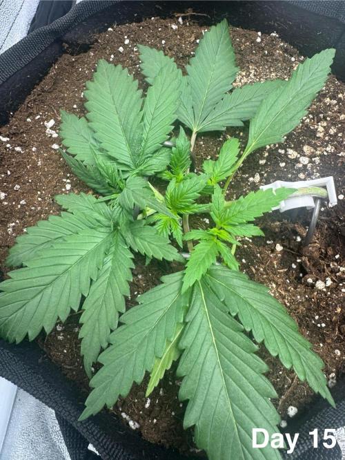 Lemon Cherry Cookies. Week 3